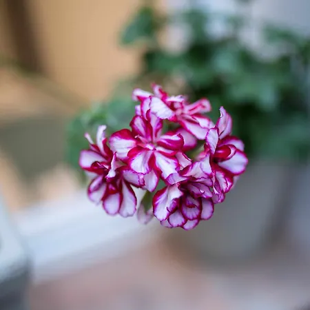 Capricho De La Juderia