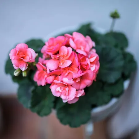 Capricho De La Juderia