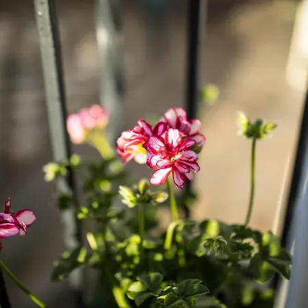 Capricho De La Juderia شقة